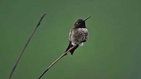 Throated Hummingbird  Stock Footage 246015990