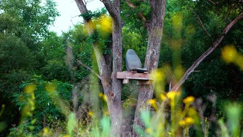 The throne of the forest king Stock Photos
