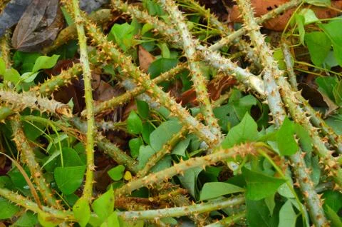 Throny branches of a wild tree that has been cut down. The predominant functi Stock Photos