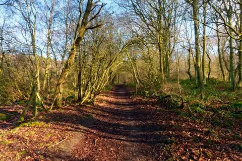 Through the arch of trees 스톡 사진