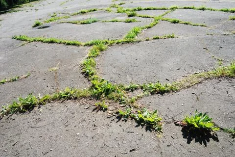 Through the asphalt Foto stock