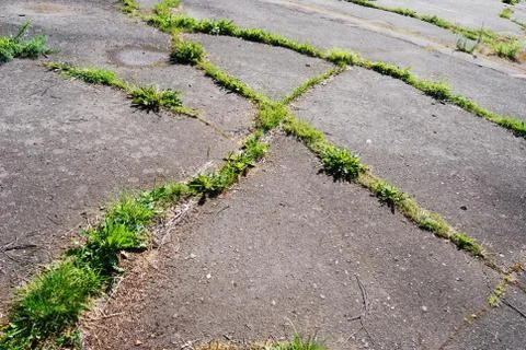 Through the asphalt Stock Photos