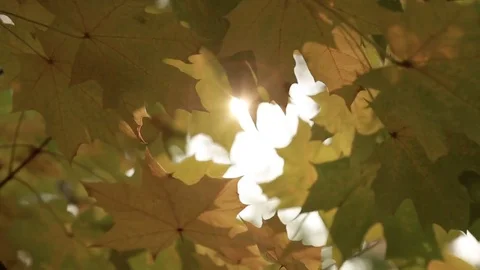 Through the autumn foliage the rays of the sun break through. Video stock 81185440