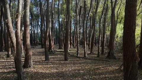 Through the Autumn Forest Video stock 287128568