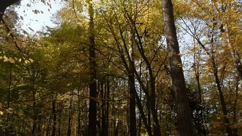 Through Autumn Trees In The Forest Stock Footage 97242037