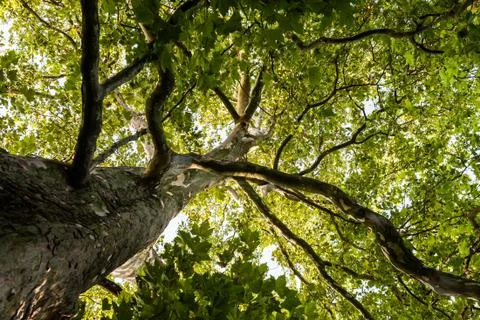 Through a big plane tree crown view Stock Photos
