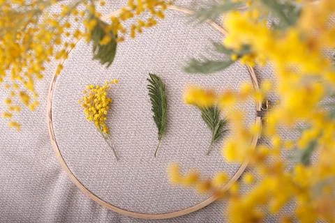 Through a blurry view of spring mimosa, focus on a linen hoop with green twig Stock Photos