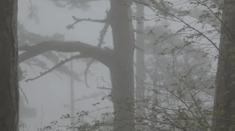 Through the branches of a coniferous tree visible cloud of mist below mountains Stock Footage 51486484