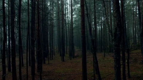 Through the branches. Stock Footage 141210972