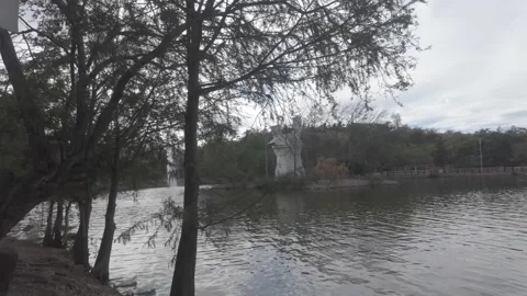 Through the Branches – Natural View Stock Footage 321666422