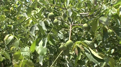 Through the branches of walnut tree Vídeo Stock 41137816
