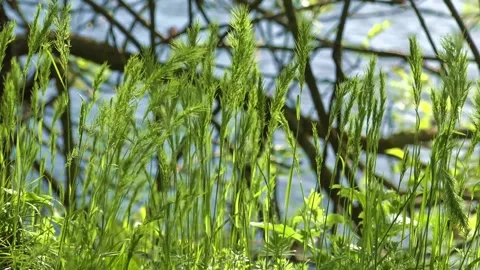 Through the bright, lush greenery, you can see the lake Stock Footage 154649167