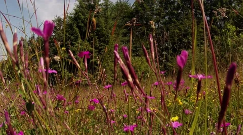 Through the bright pink wildflowers seen coniferous forest Stock Footage 46571126