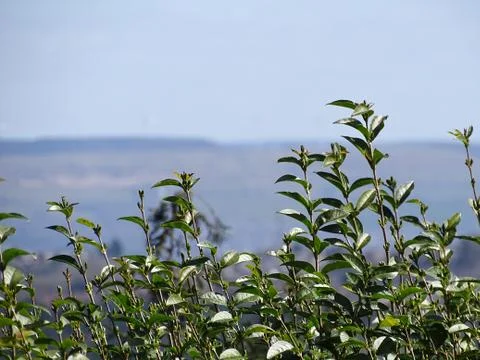 Through the Bushes Stock Photos