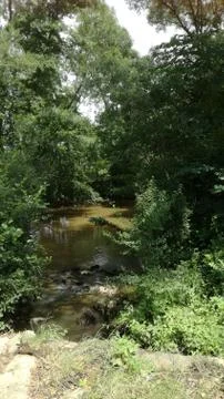 Through bushes small river Stock Photos