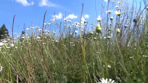 Through the camomile field, Uganda Stock-Footage 44323799