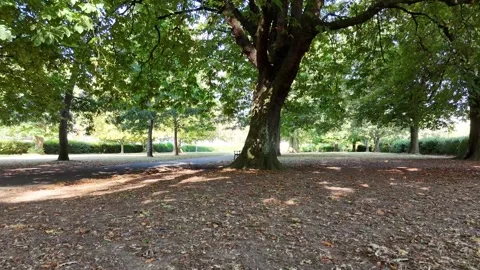 Through Chestnut Trees Stock Footage 315282468