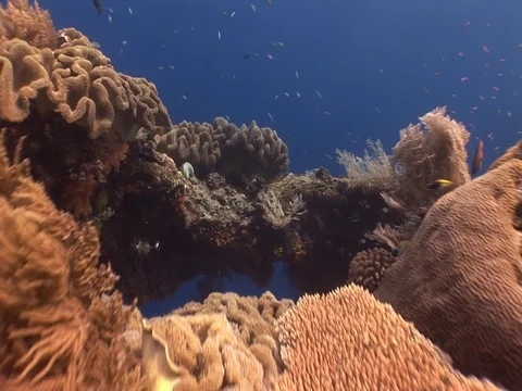 Through coral arch Stock Footage 98672963