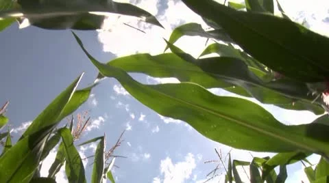 Through corn 1 Stock Footage 11431275