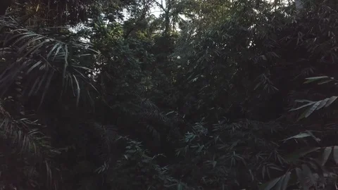 Through the deep dark jungle in between the leaves aerial footage Stock Footage 100274372