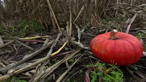 Through dry corn farm field plants with pumpkin Stock Footage 141809292