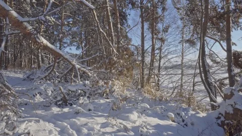 Through the fallen trees to meet the sun Stock Footage 71308525