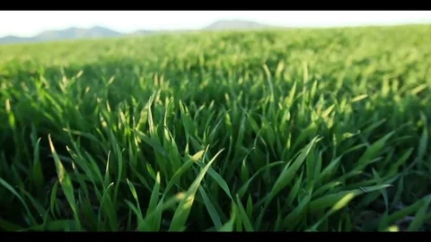 Through a field of green wheat Stockbeeldmateriaal 74363818