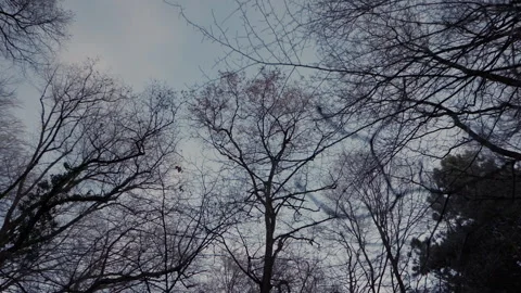 Through a foggy forest Stock Footage 169793214