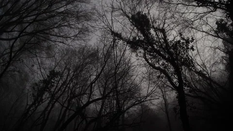 Through a foggy forest Stock Footage 169798504