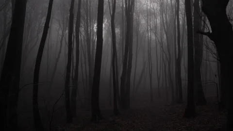 Through a foggy forest Stock Footage 169798596