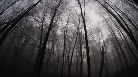Through a foggy forest Stock Footage 169798679