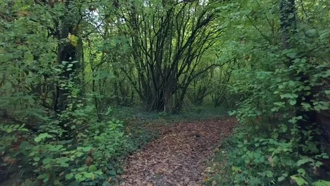 Through the forest 1 Stock Footage 88366935