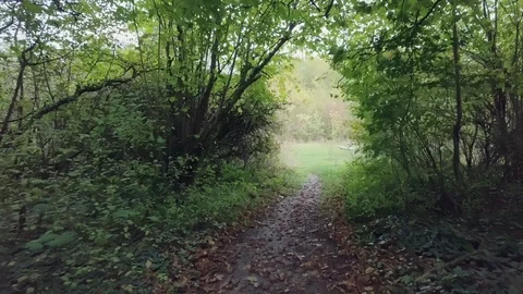 Through the forest 2 Stock Footage 88367385