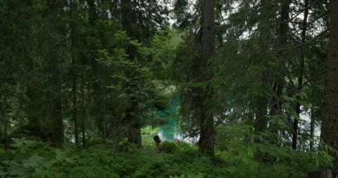 Through the Forest to an Alpine Paradise 스톡 동영상 341104218