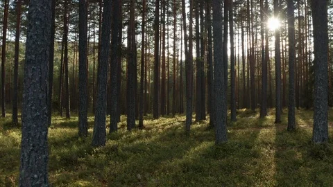 Through the forest with drone Vídeo Stock 117937856