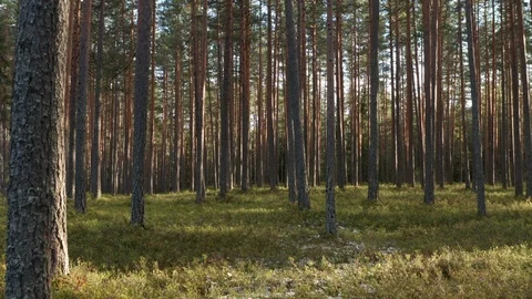 Through the forest with drone Vídeo Stock 117938499