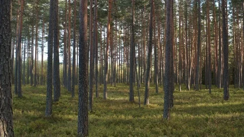 Through the forest with drone Vídeo Stock 117938753