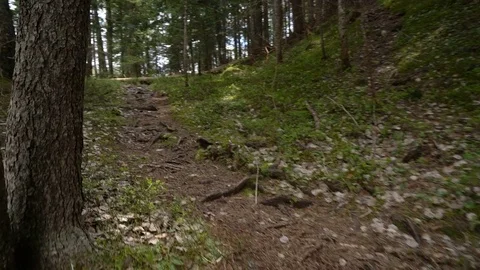 Through the forest from the first person view 库存影片 75869752