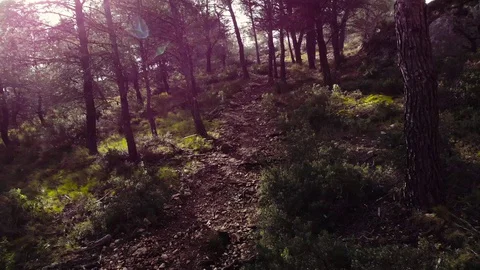 THROUGH THE FOREST Video stock 129839415