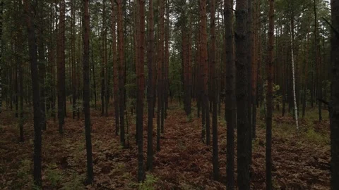 Through the forest Stock Footage 161621841
