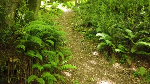 Through the forest Stock Footage 247421722