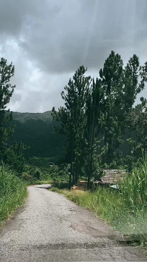 Through the forest, forest, driving Stock Footage 227379175