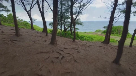 Through the forest into the Ocean Stock Footage 147622147