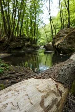Through the forest 写真素材