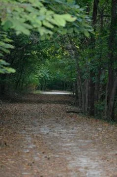 Through The Forest Stock Photos