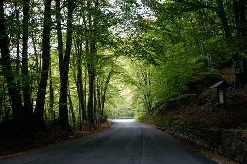 Through the forest Photos