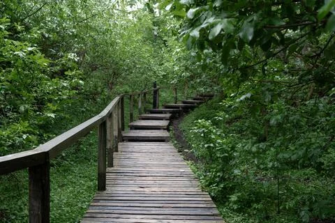 Through the forest Stock Photos