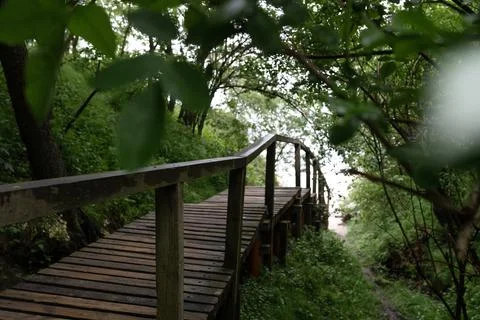 Through the forest Foto stock