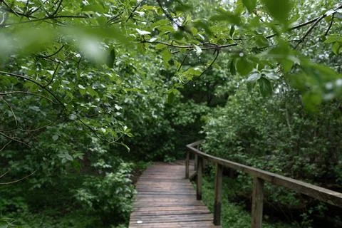 Through the forest Foto stock