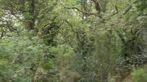 Through a Forest of Rebollo Oaks at Eye Level - 206 Stock Footage 310323672